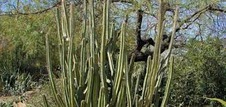 We're particularly partial to l. Pachycereus Schottii Senita Cactus World Of Succulents