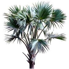 Image result for Borassus