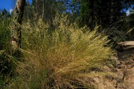 Image result for Rytidosperma davyi