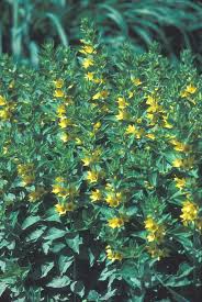 Image result for Lysimachia angustiloba