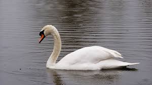 But whatever feelings they may have for each. Publications Reports And Video S Of Wetlands International