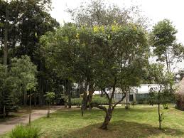 Image result for Crotalaria agatiflora