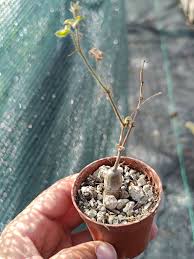 Image result for Cyphostemma adenocaule