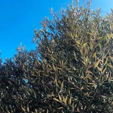 Image result for Brachylaena huillensis