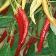 Por otro lado, estas artistas deben ser intachables tanto en lo profesional y en su vida privada. Chile De Arbol El Rincon Del Chili