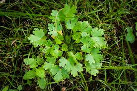 Image result for Ranunculus multifidus