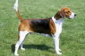 Image result for švycký honič