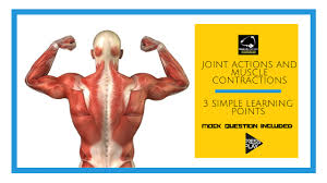 Skeletal muscles unwind and contract to go to the body harmonizing. How Do Muscles Contract Archives Parallel Coaching