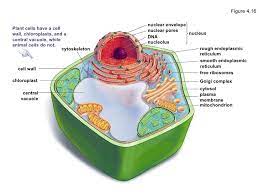 Animal cell structure figure 4.2. Bio 1100 Chapter 4 Sp11