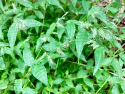 Image result for Oplismenus burmannii