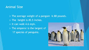 Emperor penguins are the heaviest and largest species among the modern penguins. Emperor Penguin By Symphany How Do They Look They Have No Hands Legs That Are Short And Sharp Beaks Some Penguins Are Orange Black And White Ppt Download