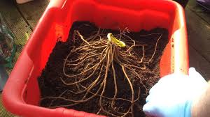 Asparagus can also be grown from seed and there are a couple of advantages and disadvantages to. Planting Asparagus In Pots Youtube
