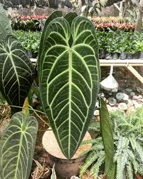 Anthurium Warocqueanum Queen Anthurium Anthurium Plant Sale Instagram