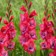 Image result for Gladiolus melleri