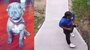 Pit bull terrier · bridgewater, nj. Suspect Wanted For Stealing Puppy From Porch Of Home In Newark New Jersey Abc7 New York