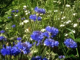Indeed, cornflower flowers are known to stimulate and fortify the human. Cornflower Centaurea Cyanus Blue Boy Premier Seeds Direct