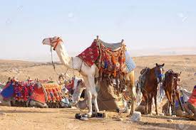 Because camels leg does not get into the sand as they are adapted to that place whereas horse will get into the sand and they cannot walk there. Camel And Horses In Egyptian Desert Stock Photo Picture And Royalty Free Image Image 16063825