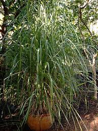 Image result for Cymbopogon caesius