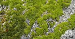 Moss covered rocks lend a sense of age and earthiness to your garden. Grow Moss On Purpose Csmonitor Com