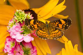 And these flowers are great for attracting hummingbirds, along with other pollinator insects, bees, moths, and butterflies. How To Attract Butterflies To Your Garden