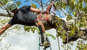 Tree care services in my area. Arbortech Tree Care Tree Pruning Tree Cabling
