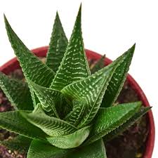 Image result for Haworthia limifolia