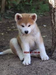 secereli akita inu yavrulari satilik kopekler kopek akita hayvan