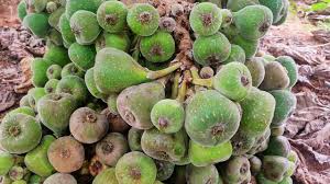 It is the source of the fruit also called the fig, and as such is an important crop in those areas where it is grown commercially. Anjir Fruits Common Fig Ficus Carica Youtube
