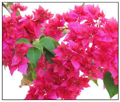 Image result for Bougainvillea sp. cultivar