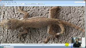 Cicak Ekor Bercabang 2 Pertanda Baik Buruk Zahranet Youtube