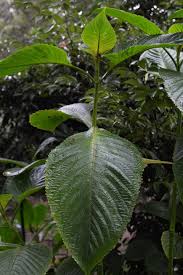 Image result for Brillantaisia oligantha