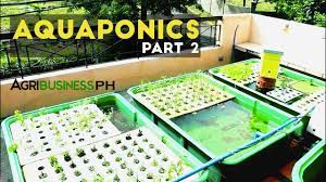 Aquaponics Part 2 Aquaponics System And Diy Agribusiness Philippines Youtube