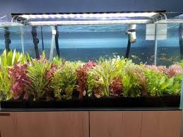 Water wisteria is a species of freshwater plant native to the indian subcontinent. Wholesale Aquarium Plants For Sale Dustinsfishtanks