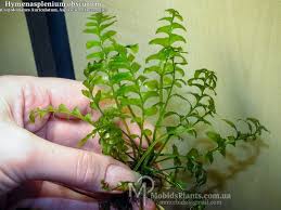 Image result for Asplenium normale