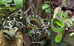 Kenali jenis ular berbisa di malaysia serta tips berhadapan dengannya iluminasi 10 spesies ular paling berbisa di dunia sentiasapanas kenali ular snake 5 jenis ular kobra paling mematikan di dunia satu di antaranya berkeliaran di indonesia halaman all tribun jabar kemaruk jamah daging ular berbisa punca koronavirus tersebar astro awani. Kenali Jenis Ular Berbisa Di Malaysia Serta Tips Berhadapan Dengannya Iluminasi