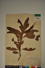 Image result for Faurea saligna