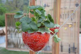 Erdbeere Keramik Blumenampel Gartenfrosch Pflanzen Landschaftsbau Fur Kleinen Hinterhof Blumen Ampel