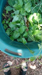 Image result for Eriosema burkei