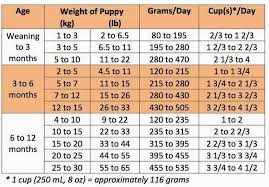 How Much And How Often To Feed A Puppy Rosy And Rocky Pet