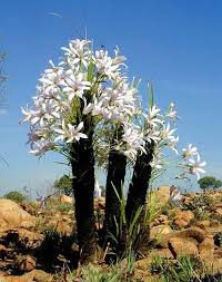 Image result for Xerophyta kirkii