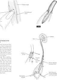 Boari (19th century), italian surgeon] source for information on boari flap: Pdf Psoas Hitch Boari Flap And Combination Of Psoas Hitch And Boari Flap 7 Semantic Scholar