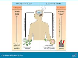 Averigua lo que ricardo barros (ricardorbarros) ha descubierto en pinterest, la mayor colección de ideas del mundo. The Sleep Immune Crosstalk In Health And Disease Physiological Reviews