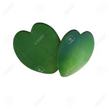 It was doing fine until recently when it has started to turn yellow. Two Natural Heart Shaped Succulent Green Leaves Of Sweetheart Stock Photo Picture And Royalty Free Image Image 119540560