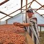 Más de 500 familias asháninkas del Río Ene fortalecen economías lícitas en el Vraem
