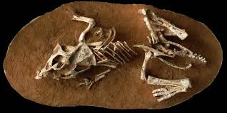 Dinozorlarin Yumurtadan Cikis Suresi Onlarin Sonu Mu Oldu Https Gaiadergi Com Dinozorlarin Yumurtadan Cikis Suresi Onlarin Sonu M Dinozorlar Yumurta Kulucka