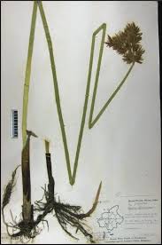 Image result for Cyperus articulatus