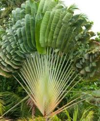 Check spelling or type a new query. Jual Tanaman Pisang Kipas Traveller S Palm Bibitbunga Com