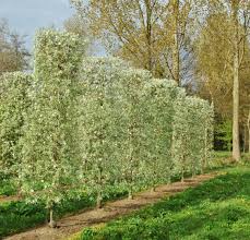 2 pflanzerde erde für den garten und für die bodenverbesserung. Besondere Baume Fur Kleine Garten Lesen Sie Unsere Tipps