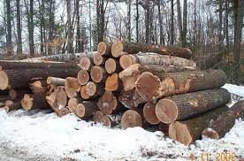 The Business Of Selling Timber—Understanding Tree Volume And Value |  Extension