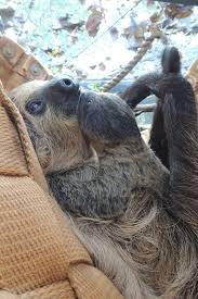 Honolulu Zoo Welcomes First Newborn Sloth Cute Baby Sloths Sloth Sloth Facts